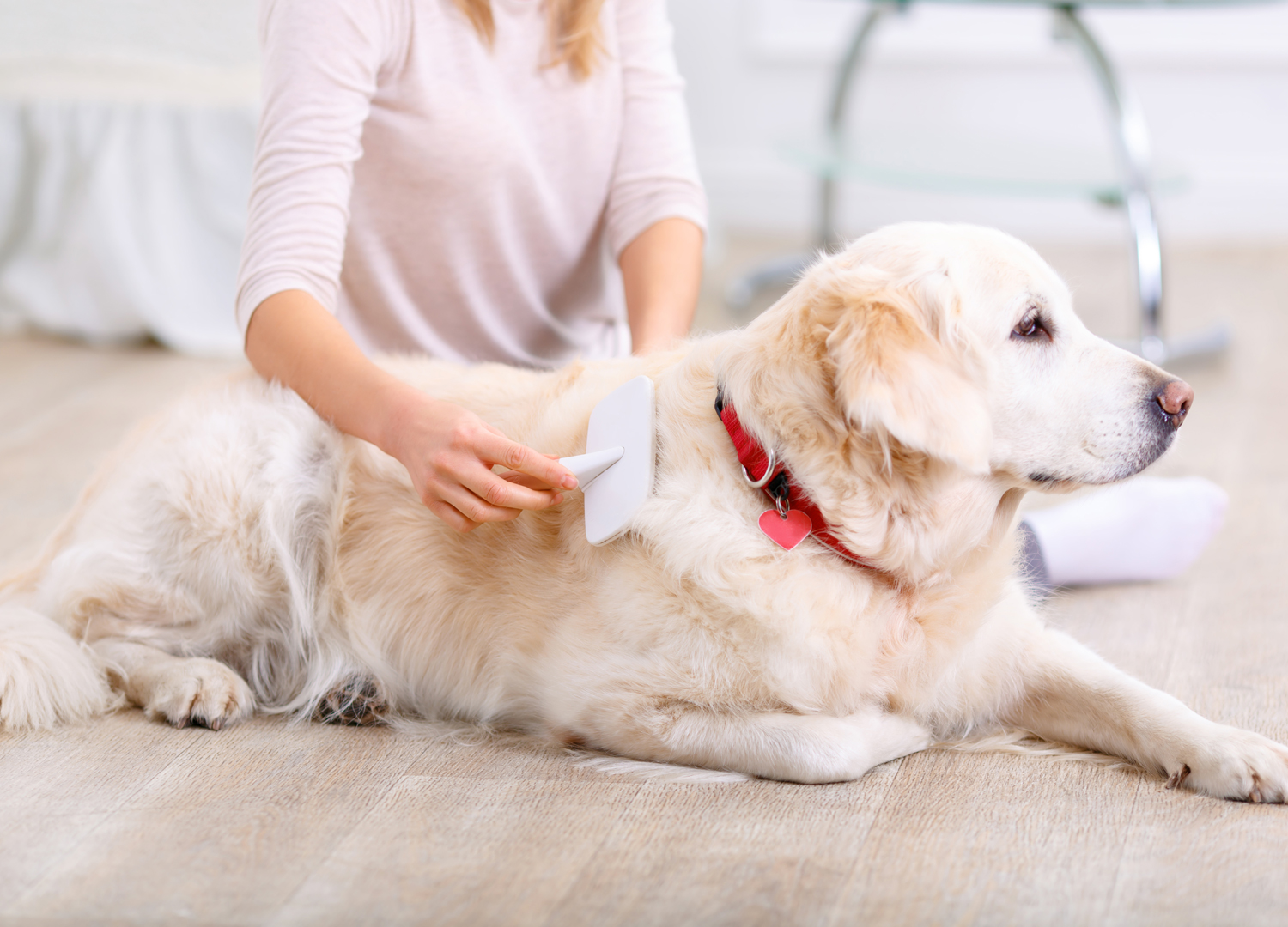 Animal Health & Wellness